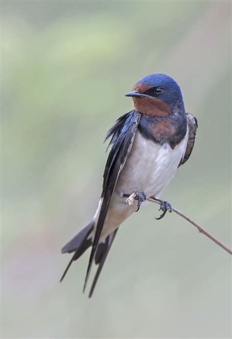 家燕子|家燕 Barn Swallow (Hirundo rustica) 